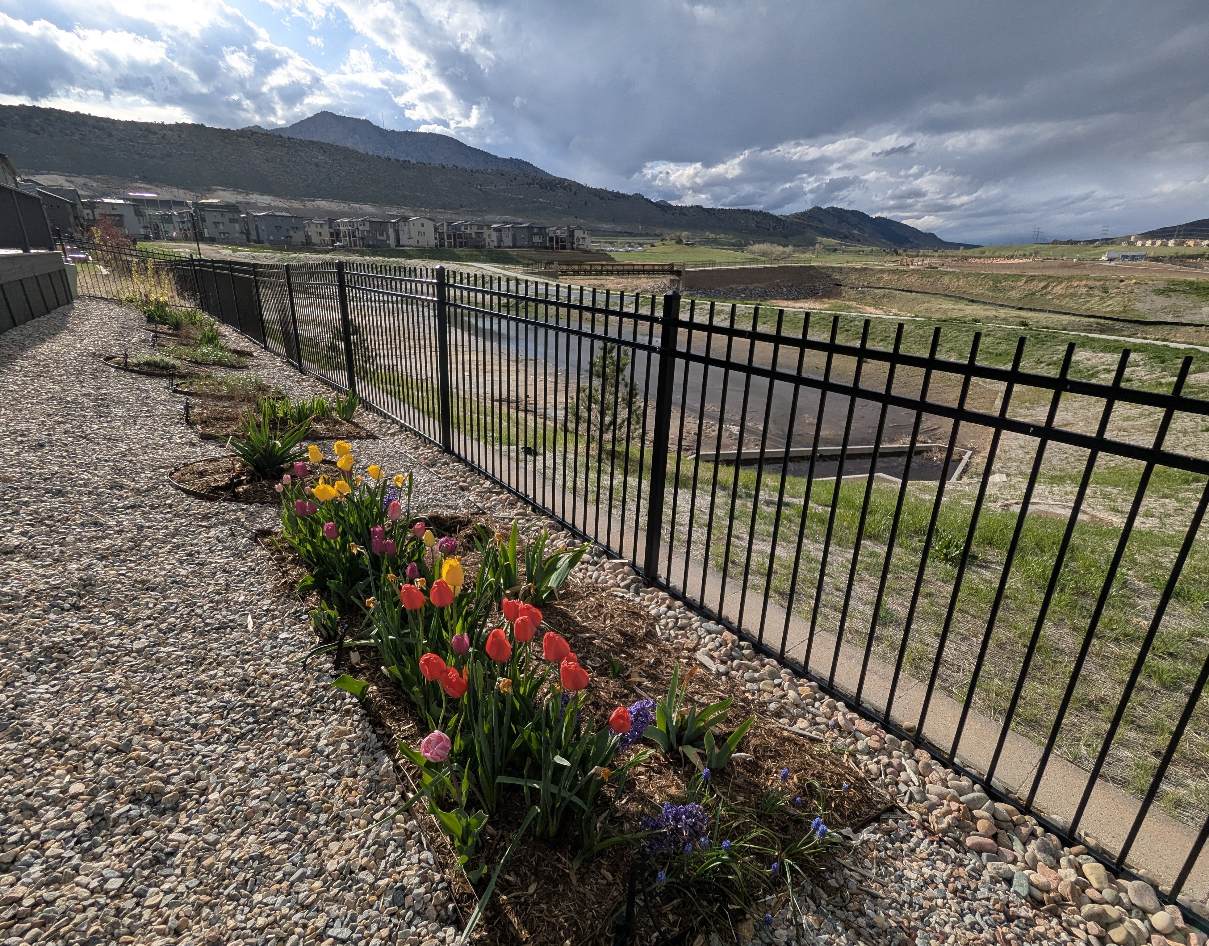flowers, Morrison, Colorado
